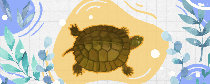 齿缘龟是半水龟么，可以陆养吗