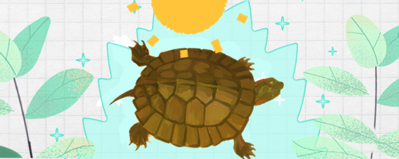 齿缘龟怎么养，需要晒太阳吗